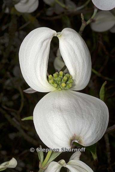 cornus florida 3 graphic